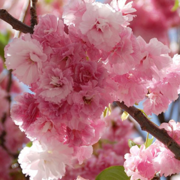 Cires japonez roz (Prunus serrulata Pink Perfection), planta ornamentala, gradina japoneza, planta parfumata