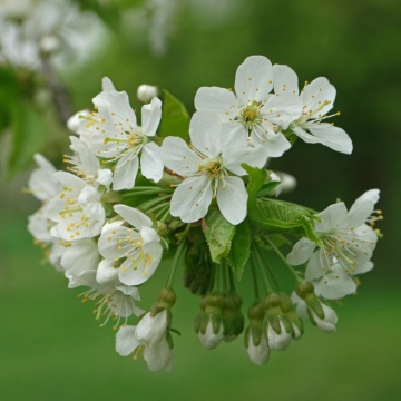 Cires paduret (Prunus avium) - Img 3
