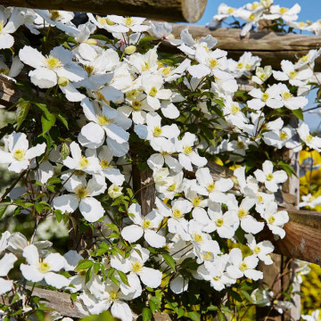 Clematita alba (Clematis montana grandiflora), planta cataratoare, planta melifera, flori alb - Img 2