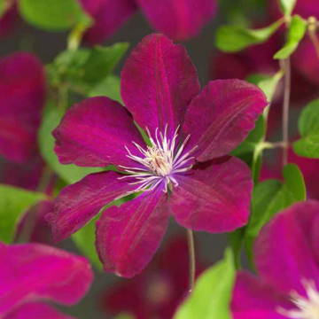 Clematita (Clematis Rouge Cardinal), planta cataratoare, flori rosu - Img 1