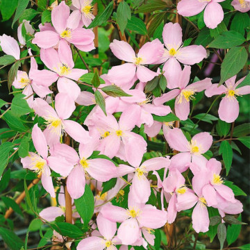 Clematita mirositoare (Clematis 'Fragrant Spring'), planta cataratoare, planta parfumata, flori roz - Img 4