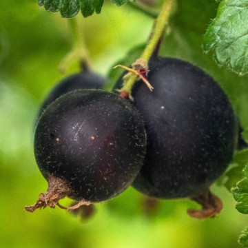 Coacaz Josta (Ribes Jostaberry), arbust fructifer