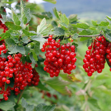 Coacaz rosu (Ribes r. Jonkheer van Tets), arbust fructifer - Img 2