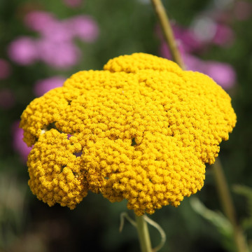 Coada soricelului galbena (Achillea Cloth of Gold), planta medicinala, planta parfumata, flori galbene