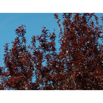 Corcodus rosu (Prunus cerasifera Woodii), arbore ornamental, frunzis rosu - Img 2