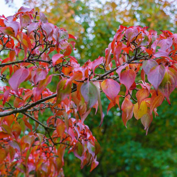 Corn chinezesc (Cornus kousa chinensis), arbust ornamental - Img 6