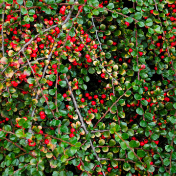 Cotoneaster (Cotoneaster horizontalis), vesnic verde, arbust ornamental, flori alb, rosu, roz - Img 2