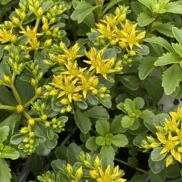 Covoras stancarie (Sedum selskianum), planta perena
