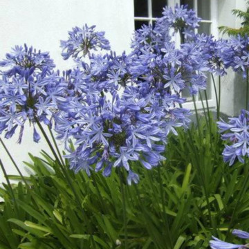 Crin african (Agapanthus Umbrella Blue), bulbi crini, flori albastru - Img 3