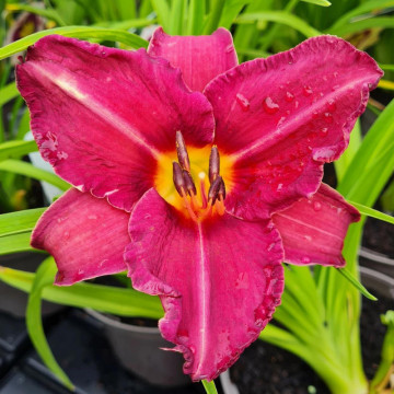 Crin de o zi (Hemerocallis Byzantine Emperor), plante perena, flori rosii