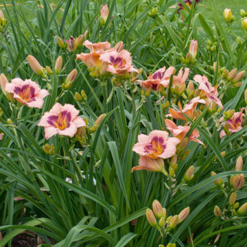 Crin de o zi (Hemerocallis 'Wineberry Candy'), plante perena, flori roz - Img 3