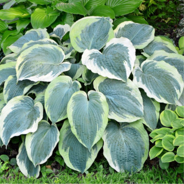 Crin de toamna (Hosta American Halo), bulbi crini, flori alb