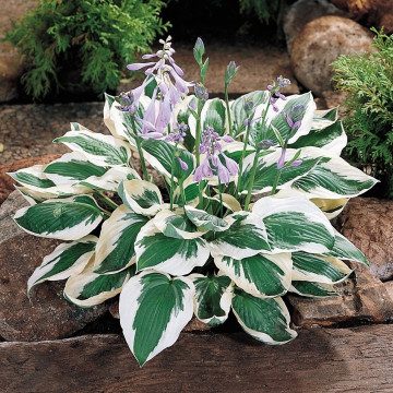 Crin de toamna (Hosta for Patriot), bulbi crini, flori alb - Img 2