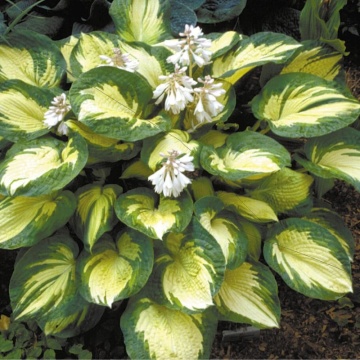 Crin de toamna (Hosta great expectation) - Img 2