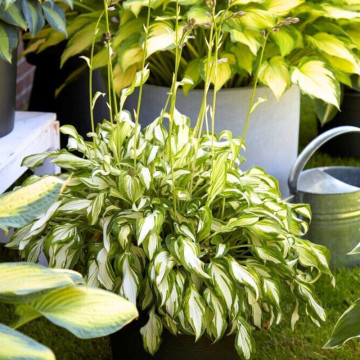 Crin de toamna (Hosta Kiwi Spearmint), bulbi crini, flori mov - Img 3