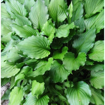 Crin de toamna (Hosta 'Stifry'), bulbi crini, flori mov - Img 2