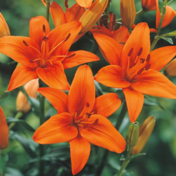 Crini Asiatic Orange (Lilies Asiatic Orange), bulbi crini - Img 2