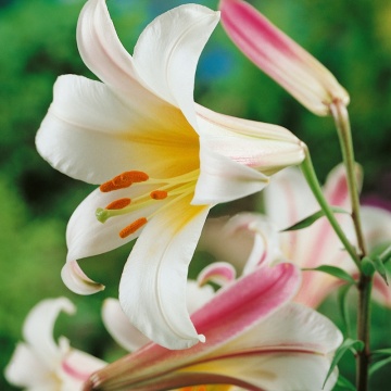 Crini Regale (Lilium Regale), bulbi crini, flori alb