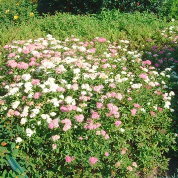 Cununita colorata (Spiraea japonica Genpei), planta gard viu, arbust ornamental, flori alb, roz - Img 2
