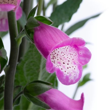 Degetel roz (Digitalis purpurea hanabee deep rose) - Img 2