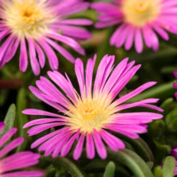 Delosperma delmara Fuchsia, vesnic verde, planta acoperitoare de sol, flori mov