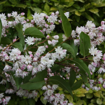 Deutia alba (Deutzia cren. Pride of Rochester), 50-80 cm, planta gard viu, arbust ornamental, planta parfumata - Img 3