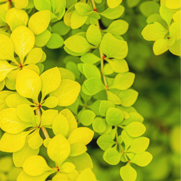 Dracila galbena (Berberis th.aurea), planta gard viu, arbust ornamental, gradina japoneza