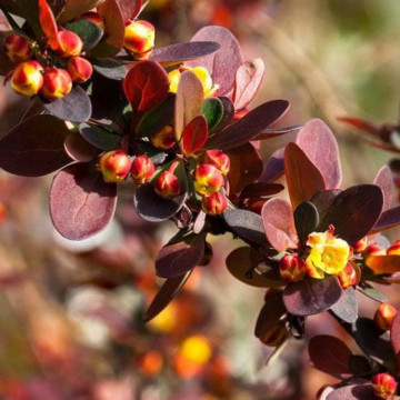 Dracila rosie (Berberis th atropurpurea), planta gard viu, arbust ornamental - Img 2