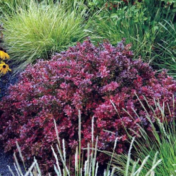Dracila rosie pitica (Berberis th. Atropurpurea Nana), planta gard viu, planta ornamentala, frunzis rosu