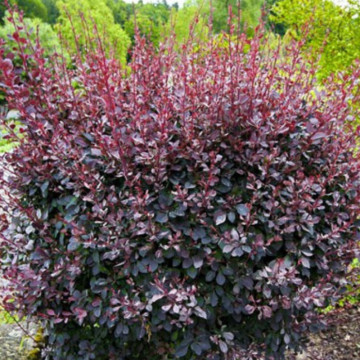 Dracila rosie superba (Berberis th. Superba), planta gard viu, arbust ornamental, gradina japoneza - Img 2