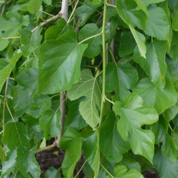 Dud alb (Morus alba), pom fructifer, planta medicinala - Img 3