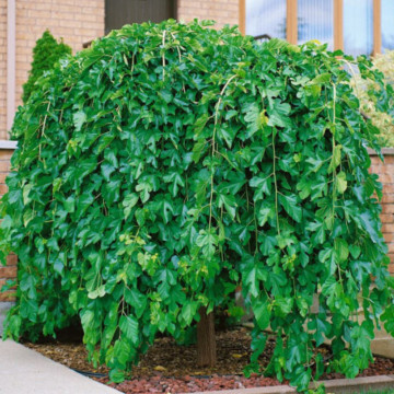 Dud alb pletos (Morus alba pendula) 200 cm, pom fructifer, planta medicinala