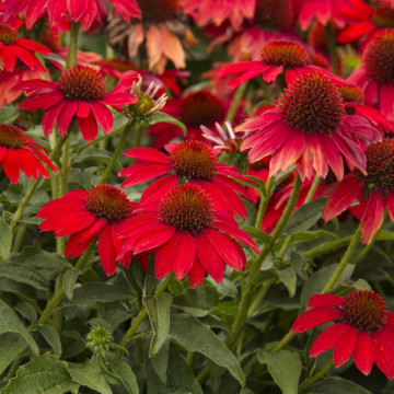 Echinceea (Echinacea sombrero Salsa red) - Img 2