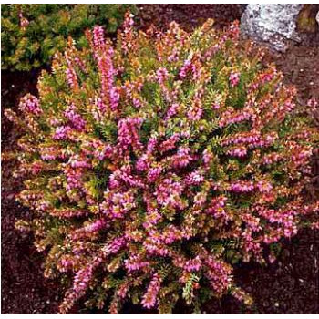 Erica (Erica darl. Mary Helen), vesnic verde, planta acoperitoare de sol, flori roz