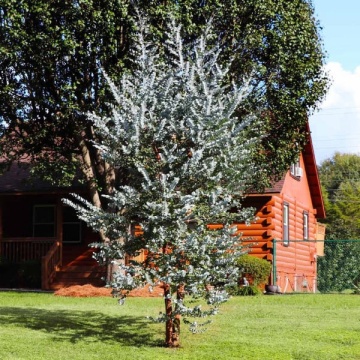 Eucalipt argintiu (Eucalyptus cinerea Silver Dollar), vesnic verde, arbust ornamental, planta aromatica - Img 4