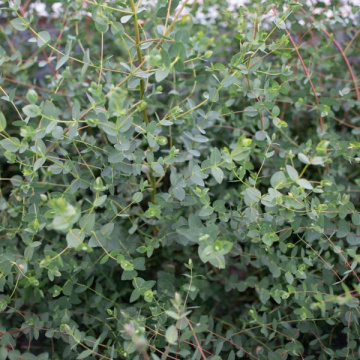 Eucalipt (Eucalyptus parvula Small Leaved Gum Oliva), arbore ornamental - Img 2