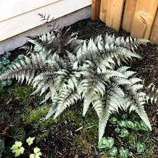 Feriga (Athyrium niponicum 'Pewter Lace'), planta ornamentala