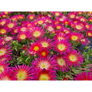 Floarea de cristal mov (Delosperma cooperi Delmara Fuchsia)