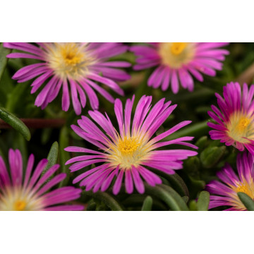 Floarea de cristal roz (Delosperma cooperi Delmara Pink), vesnic verde, planta acoperitoare de sol, flori roz - Img 2
