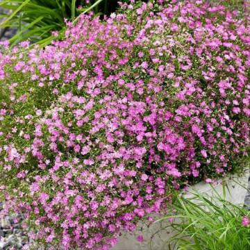 Floarea miresei roz (Gypsophila filou rose), planta perena, flori roz - Img 4