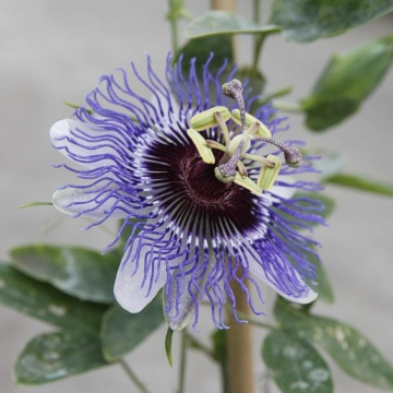 Floarea pasiunii (Passiflora 'Purple Haze'), planta cataratoare, flori mov