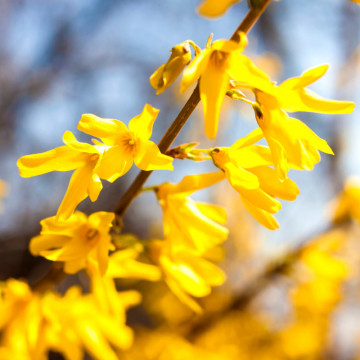 Forsitia (Forsythia intermedia) RN - Img 2