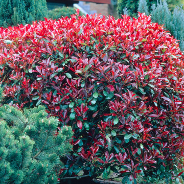 Fotinie (Photinia fraseri Red Robin) 30-40 cm, planta gard viu, vesnic verde, frunzis verde-rosu - Img 1