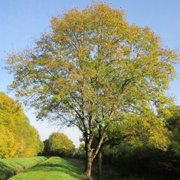 Frasin (Fraxinus excelsior) 80-100 cm, arbust ornamental, perdea forestiera