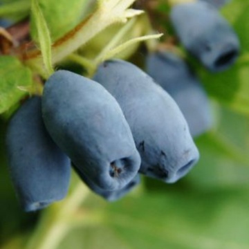 Fructele de miere (Lonicera kamtsch. Zojka), arbust fructifer