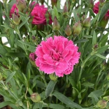 Garofite (Dianthus Caryophyllus Code Pink)