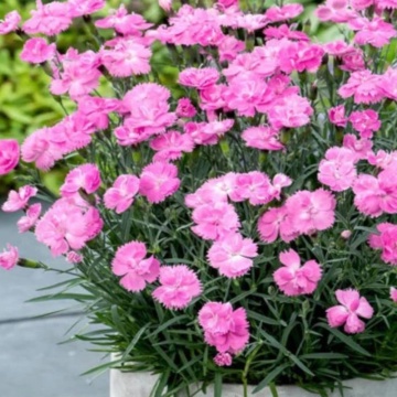Garofite roz (Dianthus Dinetta Soft Pink), planta perena, planta parfumata, flori roz
