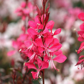 Gaura lindheimeri Gaudi red, planta perena, planta melifera, flori rosu