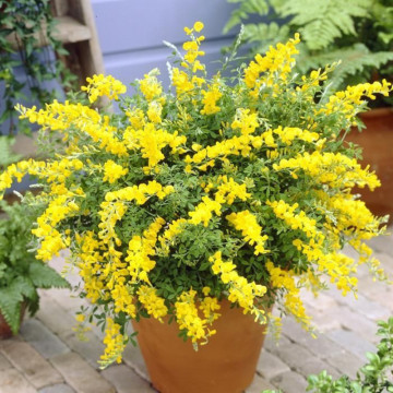 Genista (Genista lydia), planta acoperitoare de sol, flori galbene - Img 2