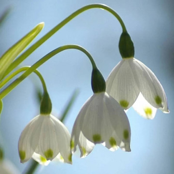Ghiocei de vara (Leucojum Aestivum), planta de gradina - Img 4